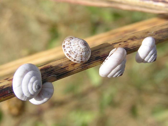             Trochoidea pyramidata.  (Photo: © J. Novak,  www.biolib.cz )    