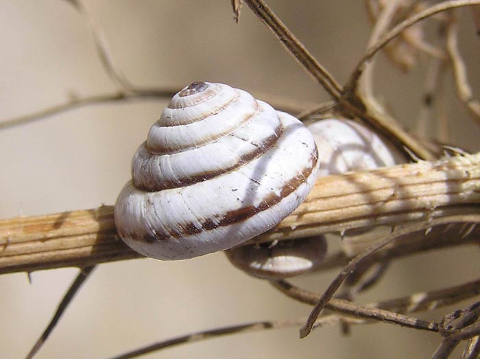             Trochoidea pyramidata.  (Photo: © J. Novak,  www.biolib.cz )    