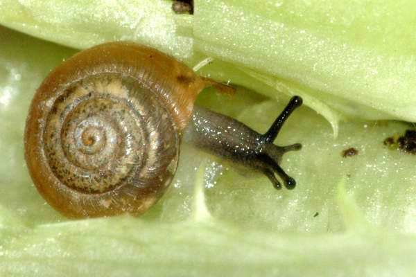             Trochulus hispidus,  juvenile .  (Photo: © J.K. Lindsey, The   Ecology of Commanster)   