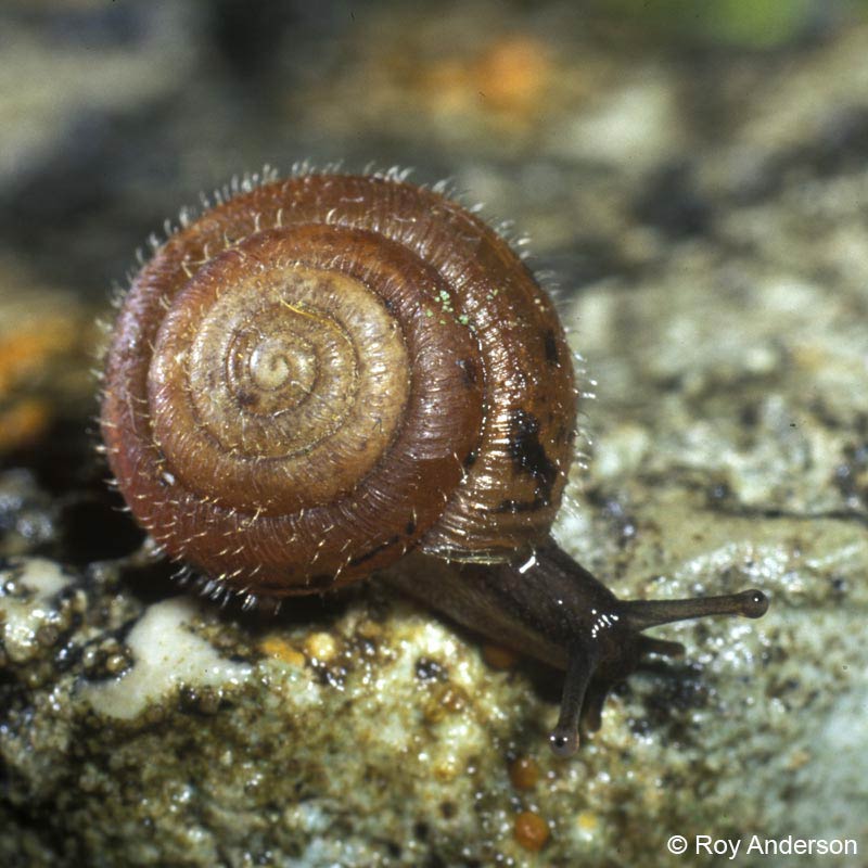             Trochulus hispidus.  (Photo: © Dr. Roy Anderson,   MolluscIreland)   