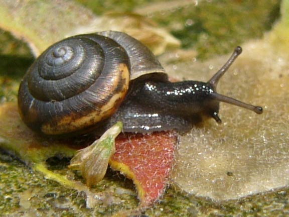             Trochulus hispidus.  (Photo: © M. Manas, Wikipedia)   