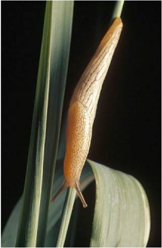             Urocyclus flavescens.  (Photo: © G. Ellis)   