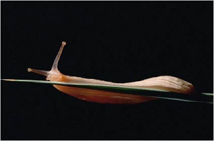             Urocyclus flavescens.  (Photo: © G. Ellis)   