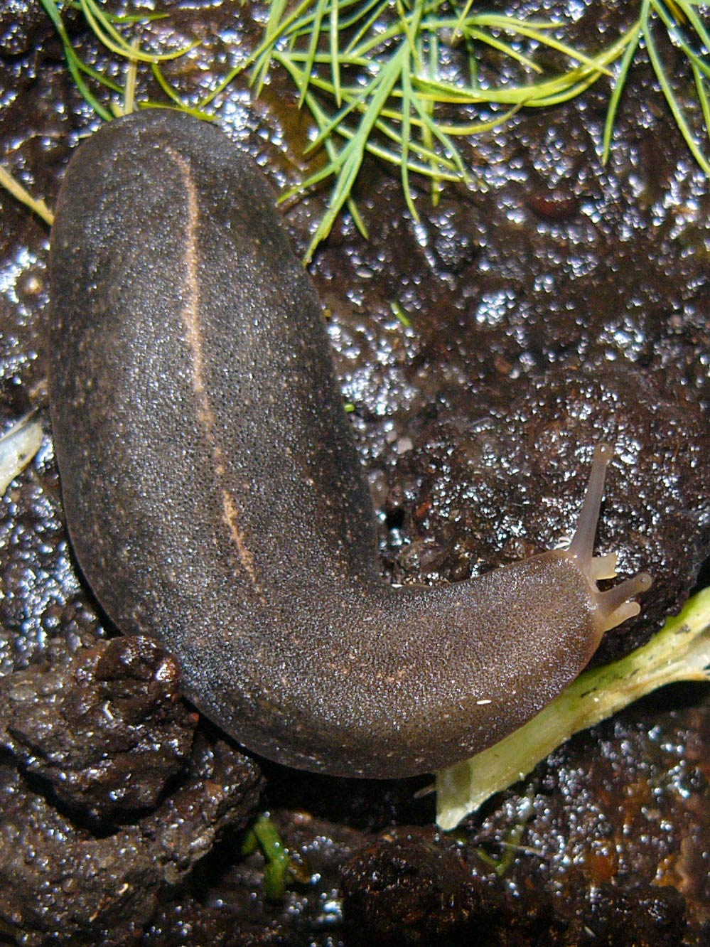             Vaginulus alte.  (Photo: © M. Manas, Wikipedia)   