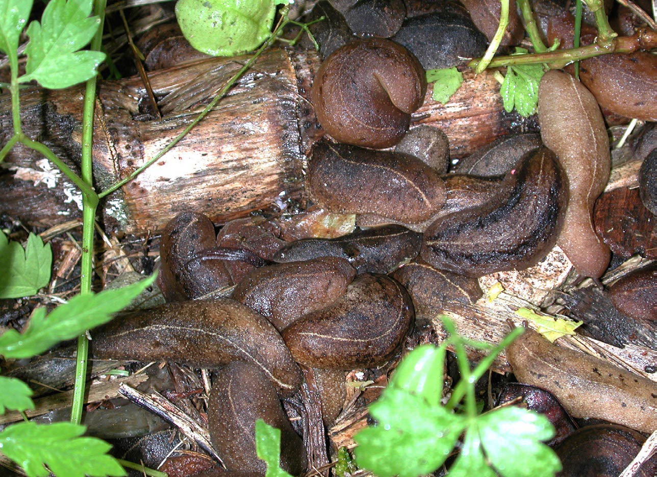             Veronicella cubensis . (Photo: © D. Robinson,   USDA-APHIS-PPQ)   