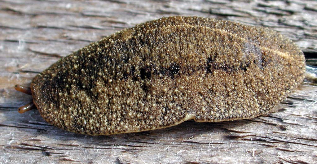             Veronicella cubensis . (Photo: © D. Robinson,   USDA-APHIS-PPQ)   