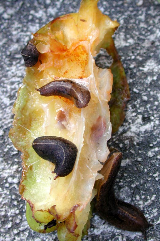             Veronicella cubensis:  feeding on fallen star fruit. (Photo: © D.   Robinson, USDA-APHIS-PPQ)   
