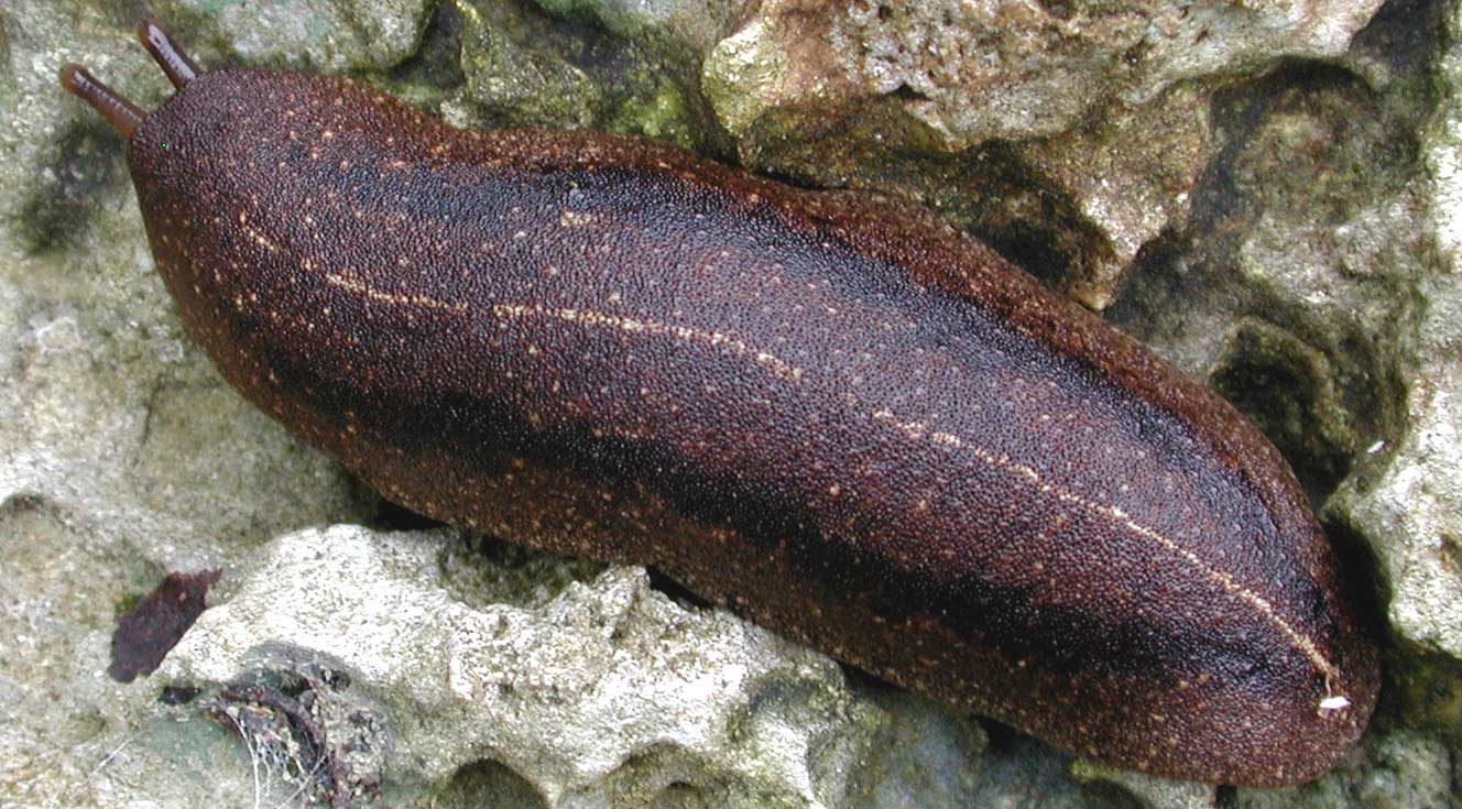            Veronicella cubensis . (Photo: © D. Robinson,   USDA-APHIS-PPQ)   