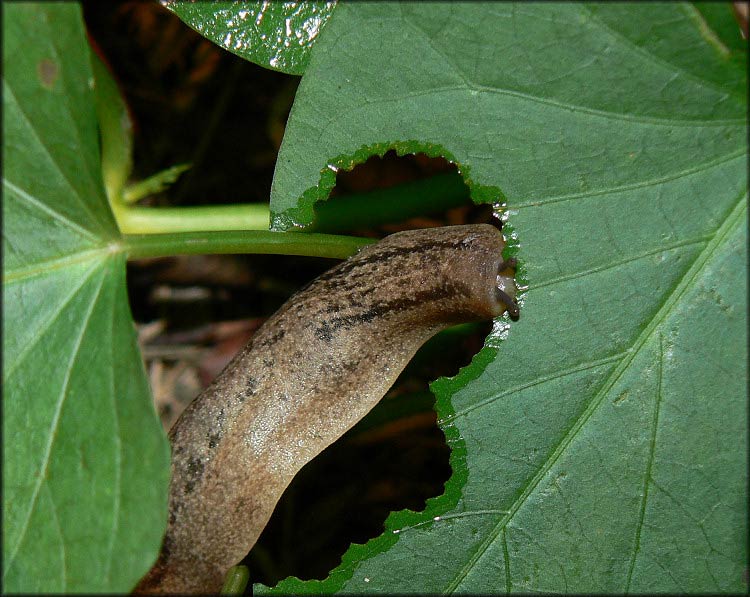             Veronicella  aff . floridana  . (Photo: © B. Frank,   Jacksonville)   