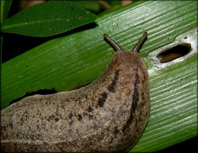             Veronicella  aff . floridana  . (Photo: © B. Frank,   Jacksonville)   