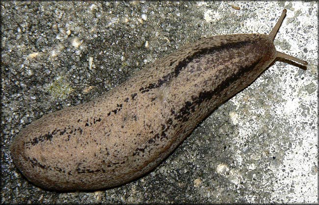             Veronicella  aff . floridana  . (Photo: © B. Frank,   Jacksonville)   