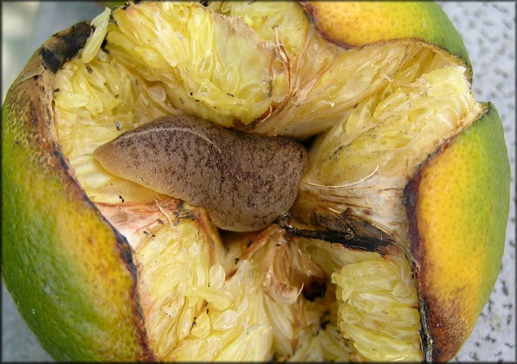             Veronicella  aff . floridana:  feeding on fallen citrus.   (Photo: © B. Frank, Jacksonville)   