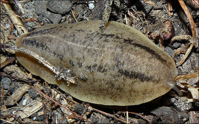             Veronicella  aff . floridana  . (Photo: © B. Frank,   Jacksonville)   