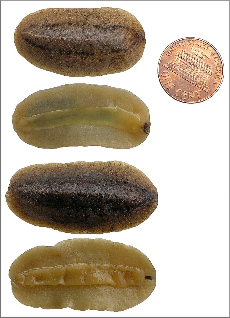             Veronicella  aff . floridana  . (Photo: © B. Frank,   Jacksonville)   