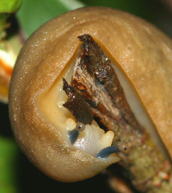             Veronicella sloanei.  (Photo: © Father A.J. Sanchez Munoz, Father   Sanchez's Website of West Indian Natural History)   