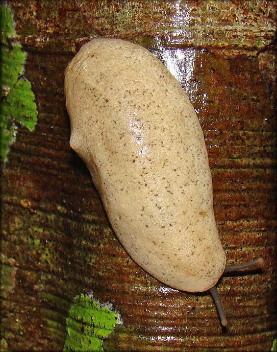             Veronicella sloanei.  (Photo: © Robert Pilla,   Flickr.com)   