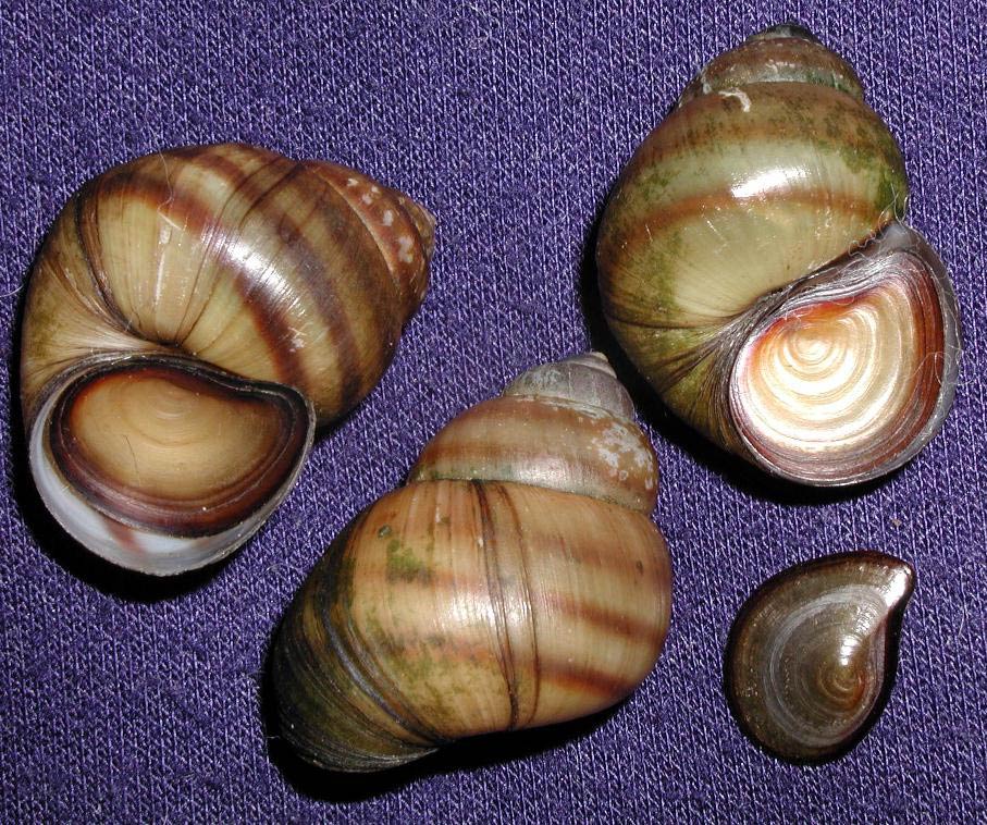             Viviparus viviparus.  (Photo: © L. Kolouch,  www.biolib.cz )   