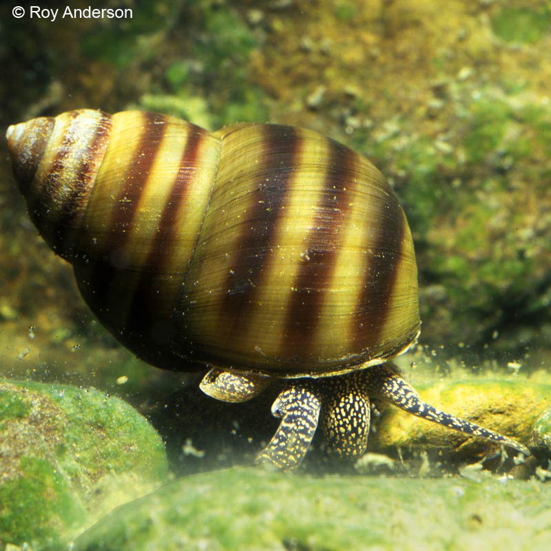             Viviparus viviparus.  (Photo: © Dr. Roy Anderson,   MolluscIreland)   