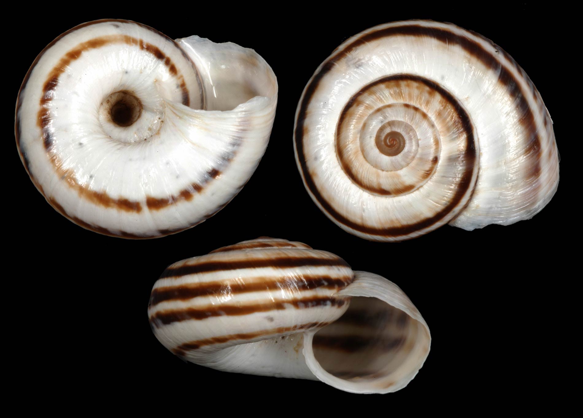             Xerolenta obvia.  (Photo: © J.M. Hernandez Otero,  www.biolib.cz )    