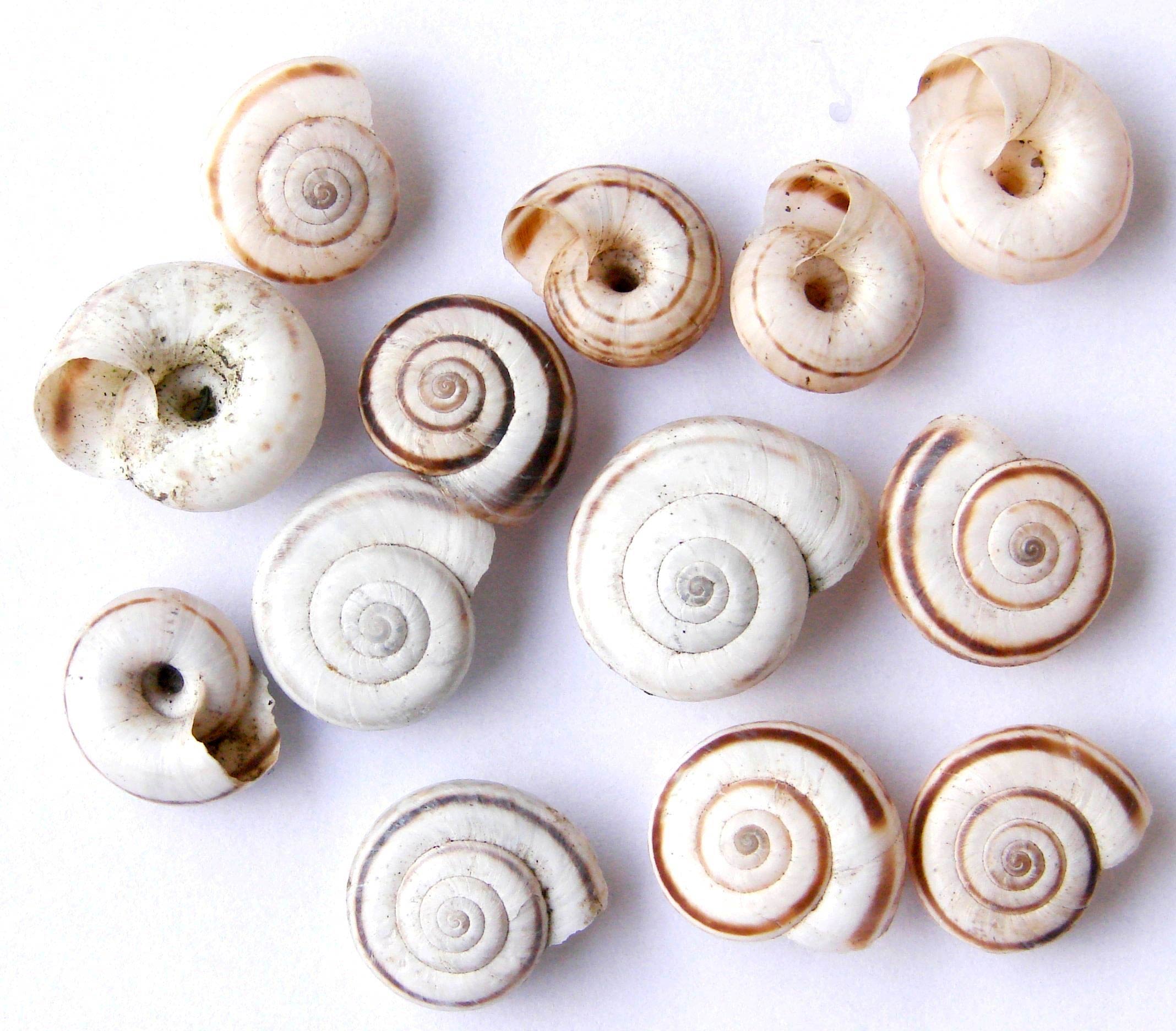             Xerolenta obvia.  (Photo: © Aung, Wikipedia)   