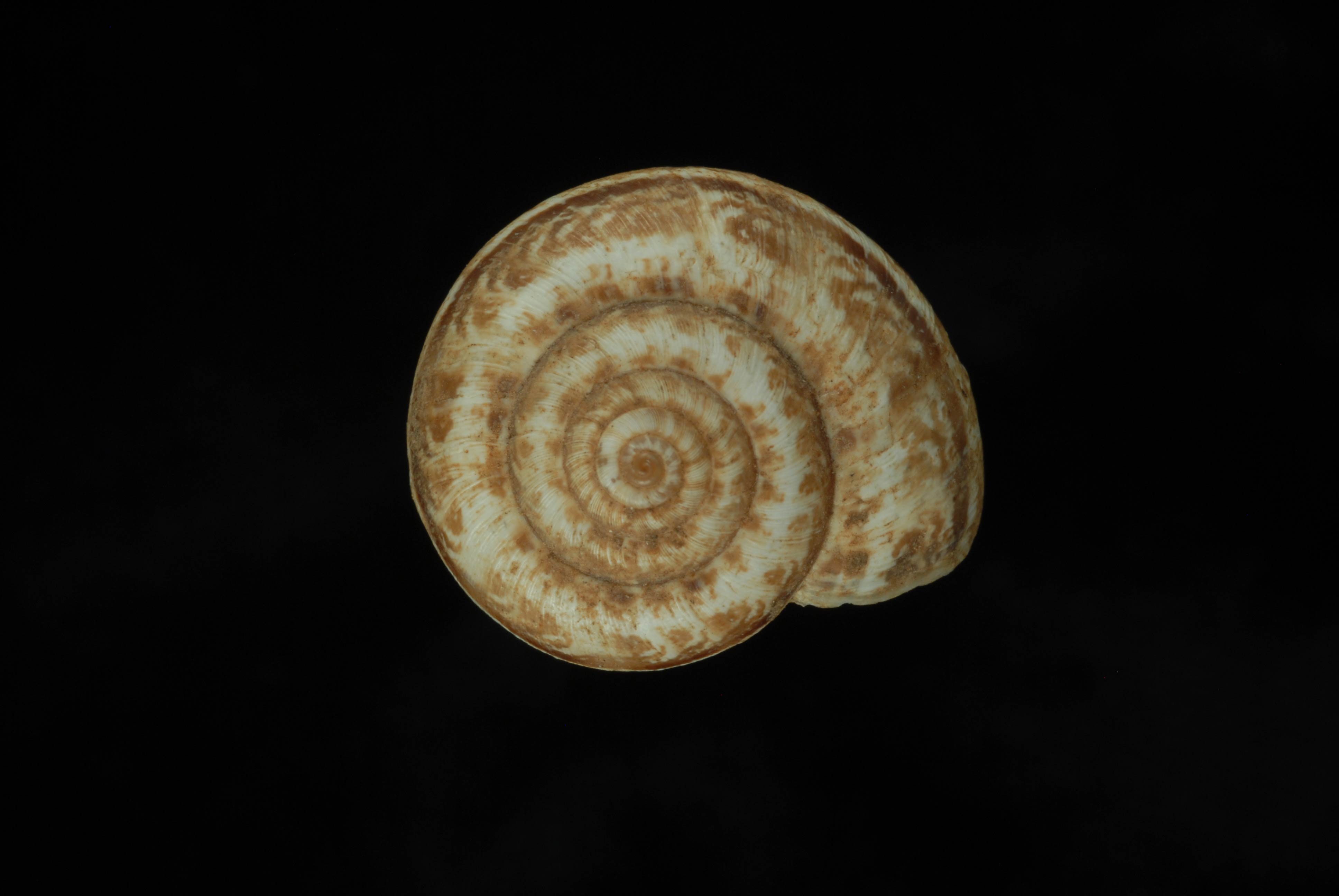             Xeropicta krynickii.   (Photo: © L. Buss, University of   Florida)   
