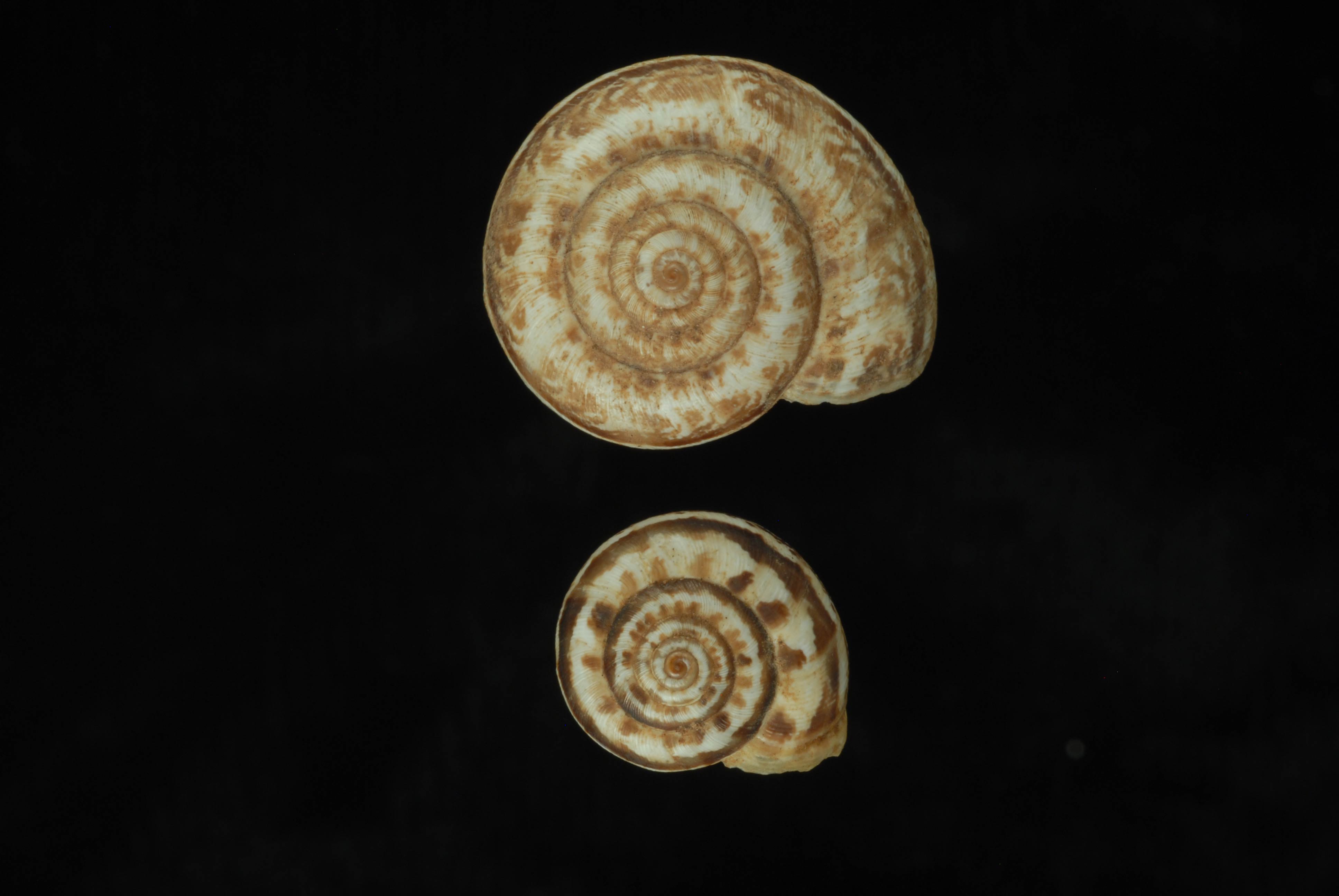             Xeropicta krynickii.   (Photo: © L. Buss, University of   Florida)   