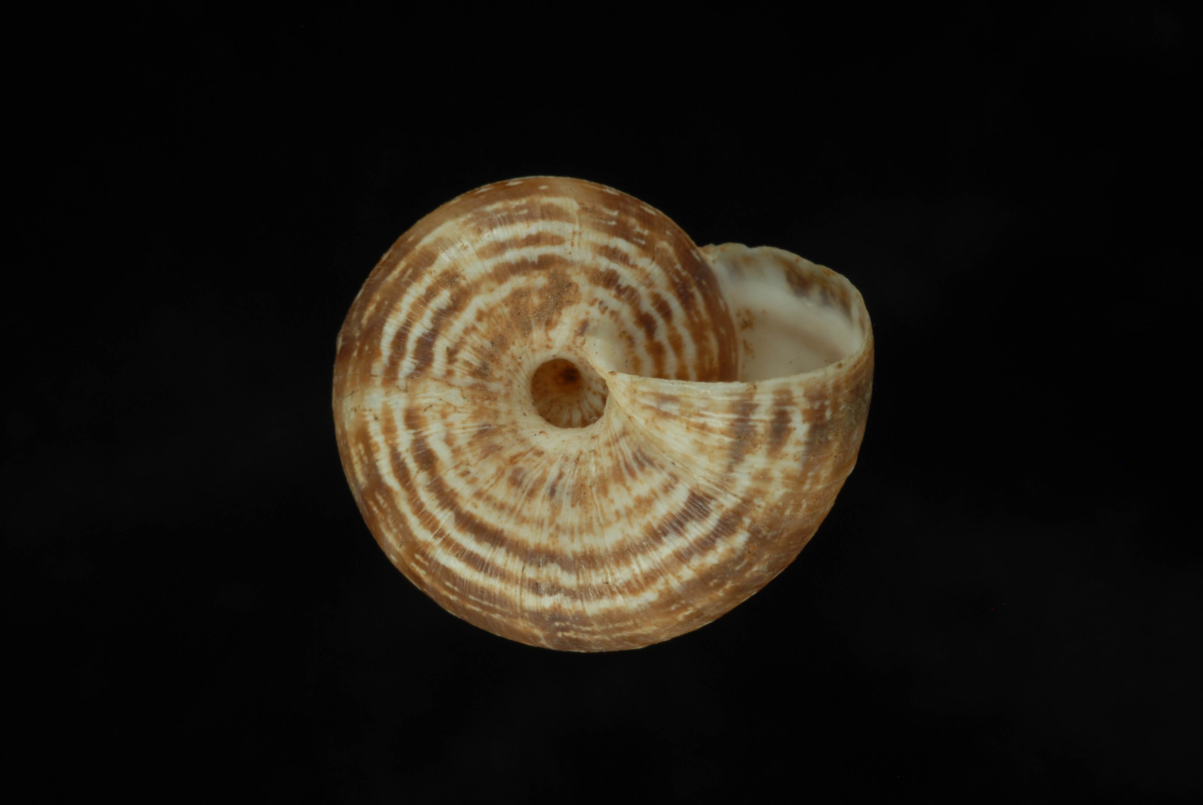             Xeropicta krynickii.   (Photo: © L. Buss, University of   Florida)   