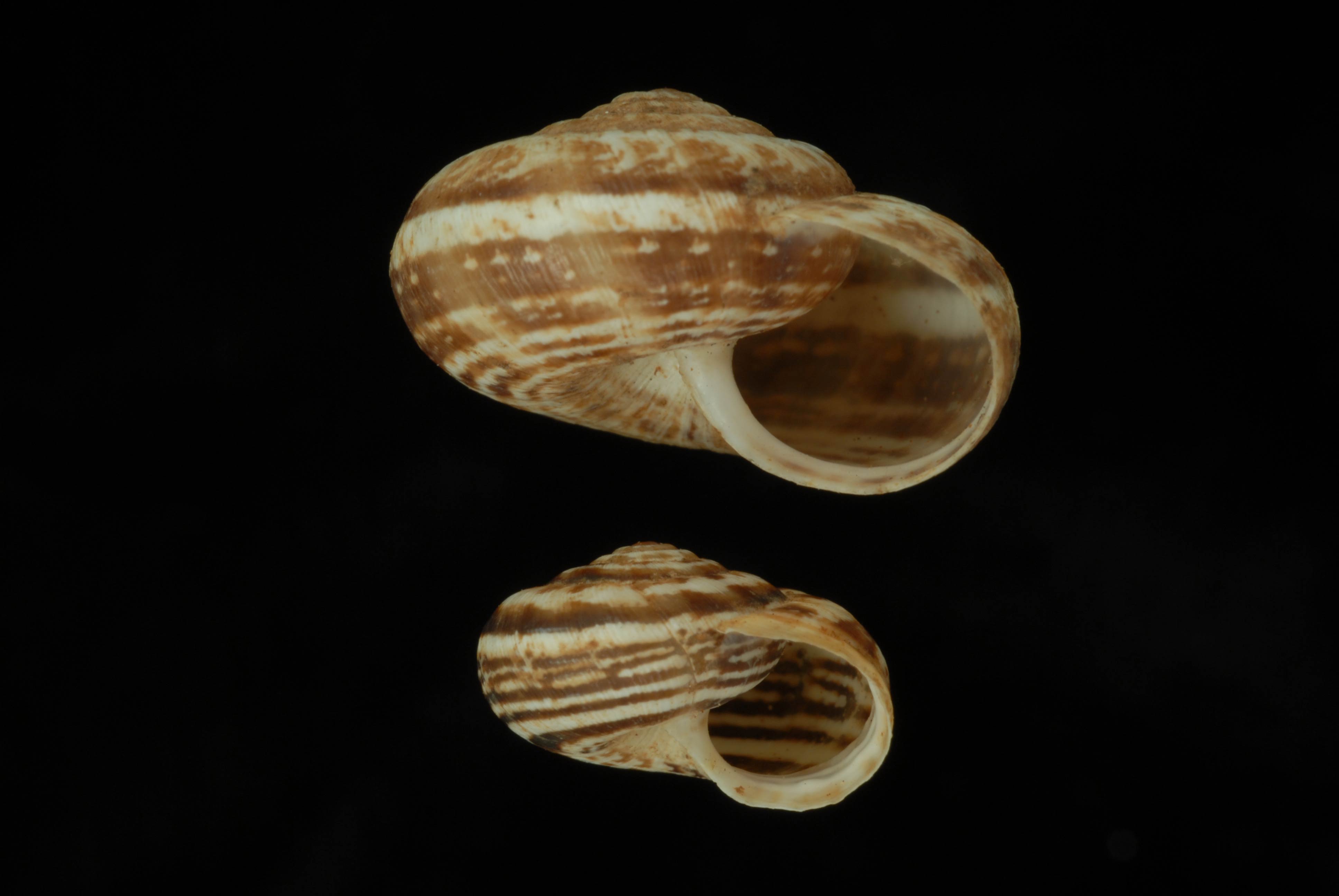             Xeropicta krynickii.   (Photo: © L. Buss, University of   Florida)   