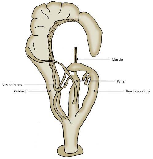             Zonitoides arboreus:  genitalia. (Photo: © J. White-McLean,   U.F.)   