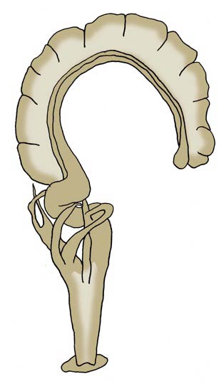             Zonitoides arboreus:  genitalia. (Photo: © J. White-McLean,   U.F.)   