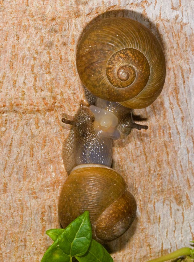             Zachrysia provisoria.  (Photo: © Father A.J. Sanchez Munoz, Father   Sanchez's Website of West Indian Natural History)   