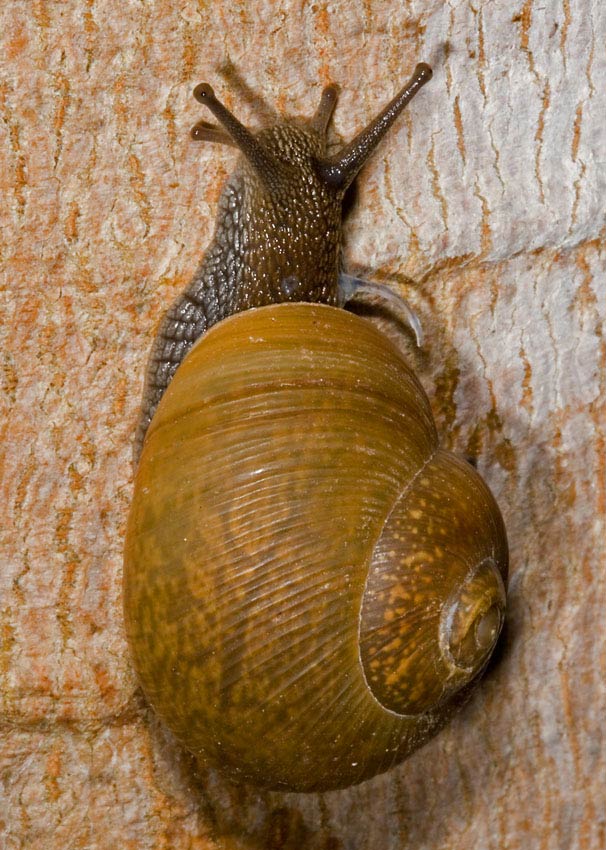            Zachrysia provisoria.  (Photo: © Father A.J. Sanchez Munoz, Father   Sanchez's Website of West Indian Natural History)   