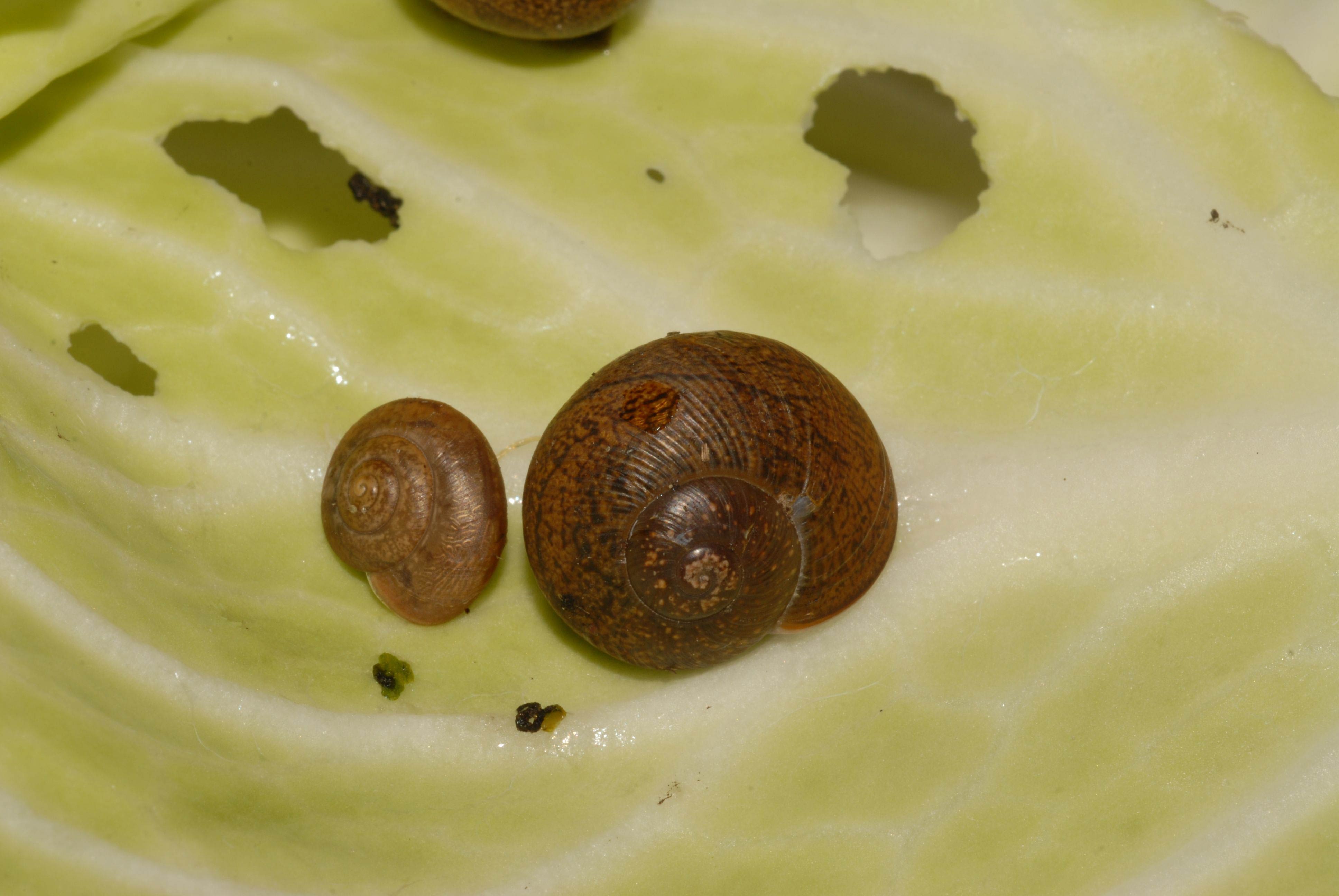             Bradybaena similaris  (snail on the left).  Zachrysia provisoria    (snail on the right) .  (Photo: © L. Buss, University of   Florida)   