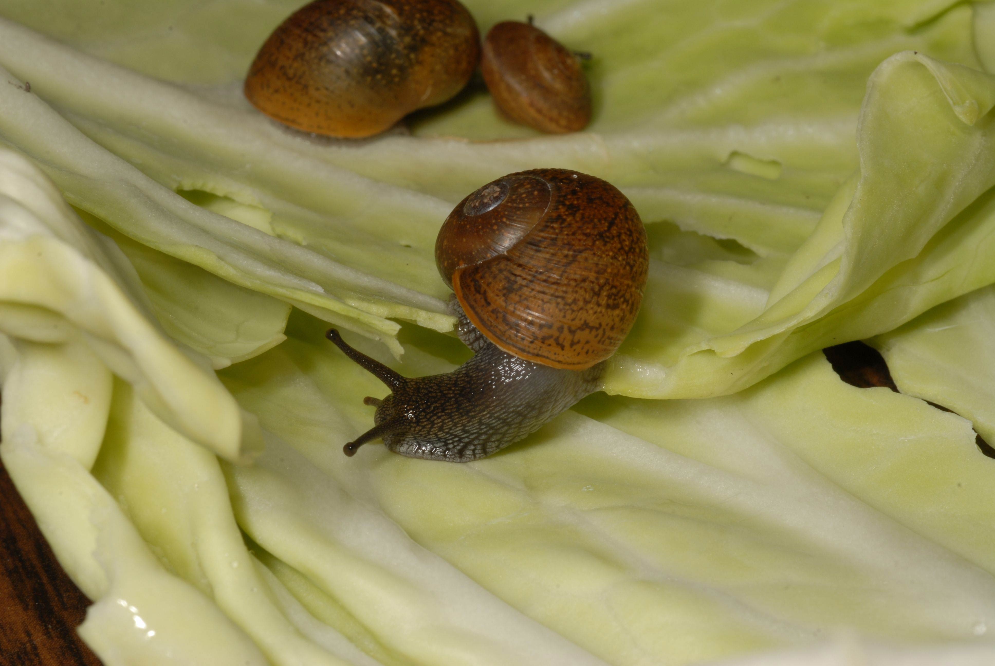             Zachrysia provisoria  (snail in the foreground) .  (Photo: ©   L. Buss, University of Florida)   