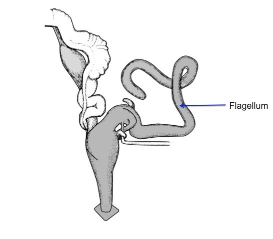             Zachrysia provisoria:  note long flagellum on penis .  (Photo:   © H.A. Pilsbry, modified by K. Weigel, University of Florida)   