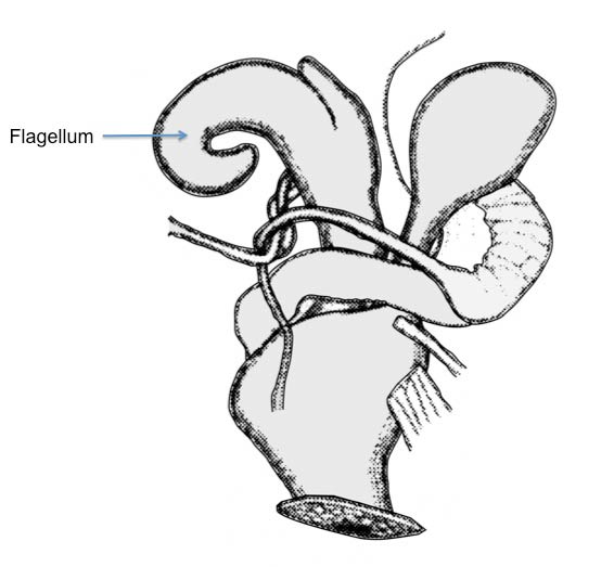             Zachrysia trinitaria:  note short flagellum on penis .    (Photo: © H.A. Pilsbry, modified by K. Weigel, University of   Florida)   