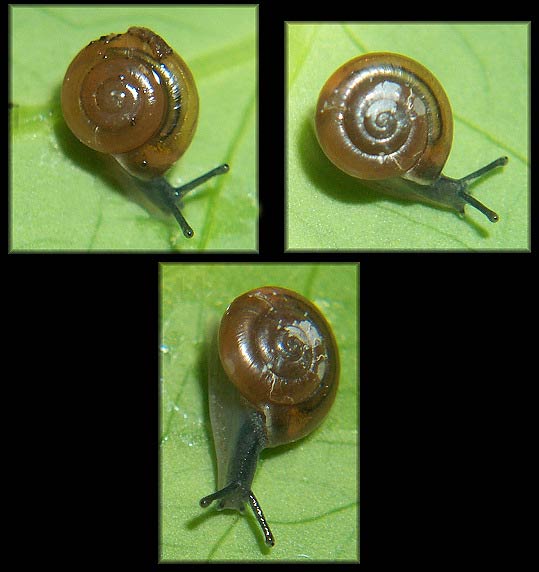             Zonitoides arboreus.  (Photo: © B. Frank,   Jacksonville)   