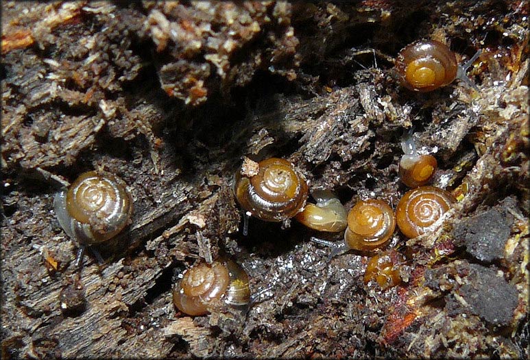             Zonitoides arboreus.  (Photo: © B. Frank,   Jacksonville)   