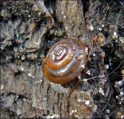             Zonitoides arboreus.  (Photo: © B. Frank,   Jacksonville)   