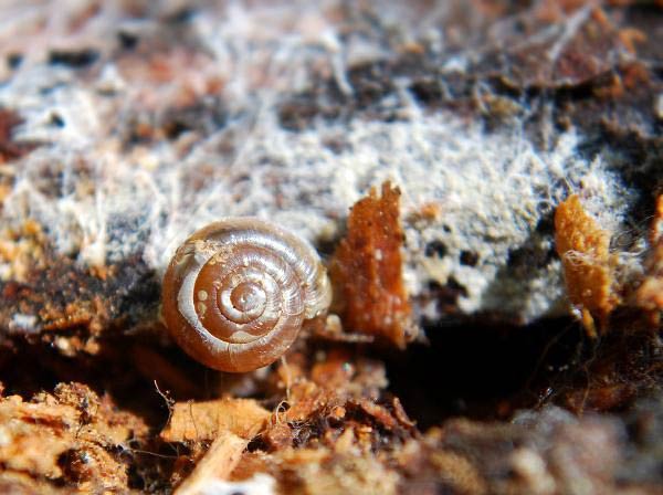             Zonitoides arboreus.  (Photo: © R. Forsyth, Smithers, BC,   Canada)   