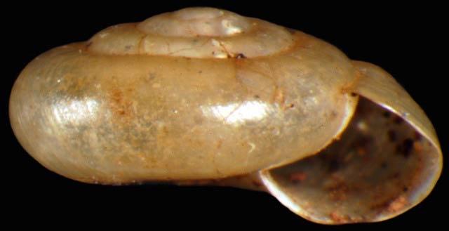             Zonitoides arboreus.  (Photo: © G. Rosenberg, Academy of Natural   Sciences)   