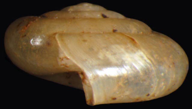             Zonitoides arboreus.  (Photo: © G. Rosenberg, Academy of Natural   Sciences)   