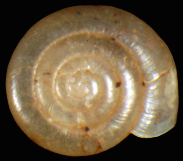             Zonitoides arboreus.  (Photo: © G. Rosenberg, Academy of Natural   Sciences)   