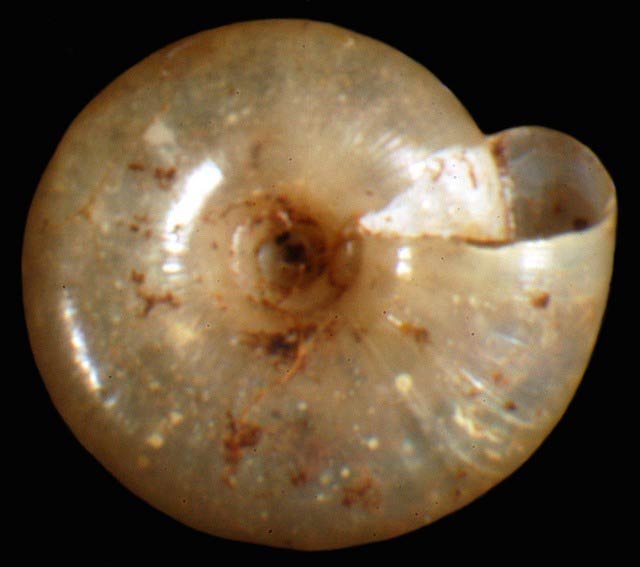             Zonitoides arboreus.  (Photo: © G. Rosenberg, Academy of Natural   Sciences)   