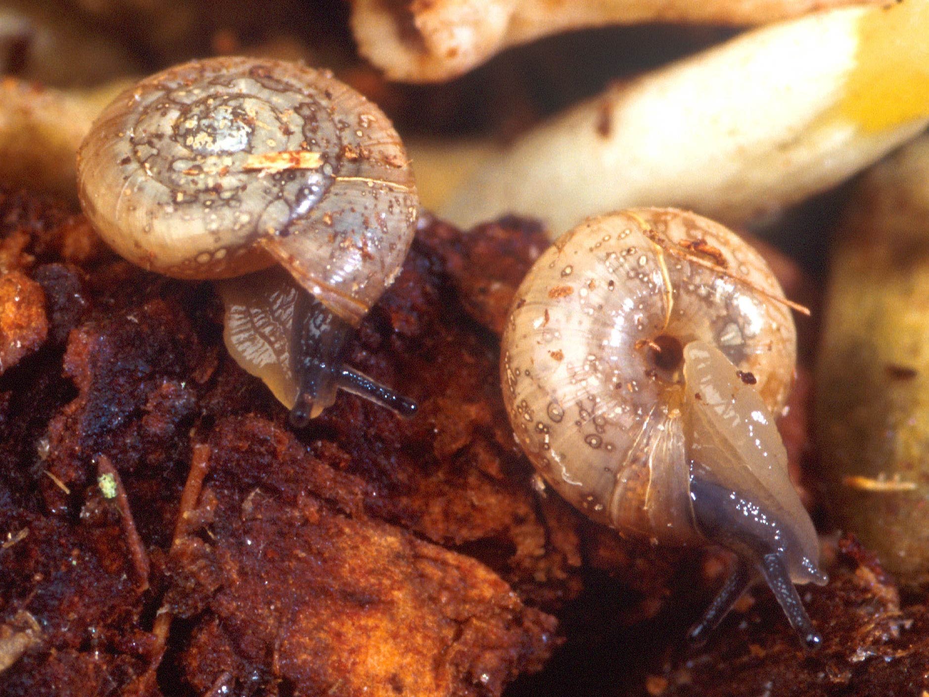             Zonitoides arboreus.  (Photo: © S. Bauer,   USDA-ARS)   