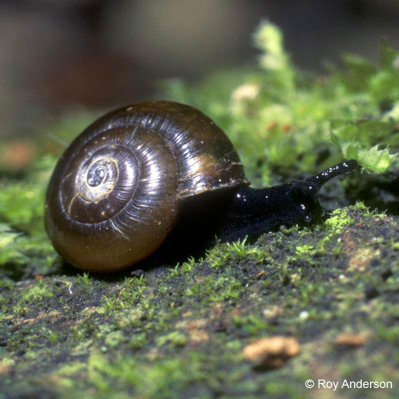             Zonitoides arboreus.  (Photo: © Dr. Roy Anderson,   MolluscIreland)   