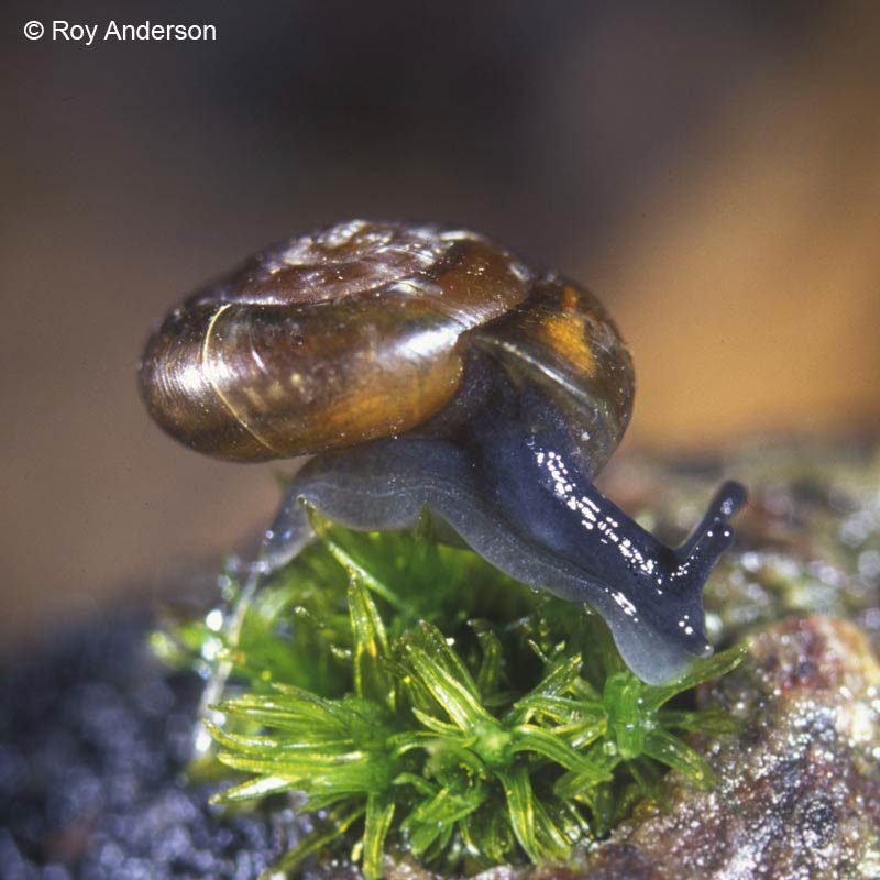             Zonitoides arboreus.  (Photo: © Dr. Roy Anderson,   MolluscIreland)   