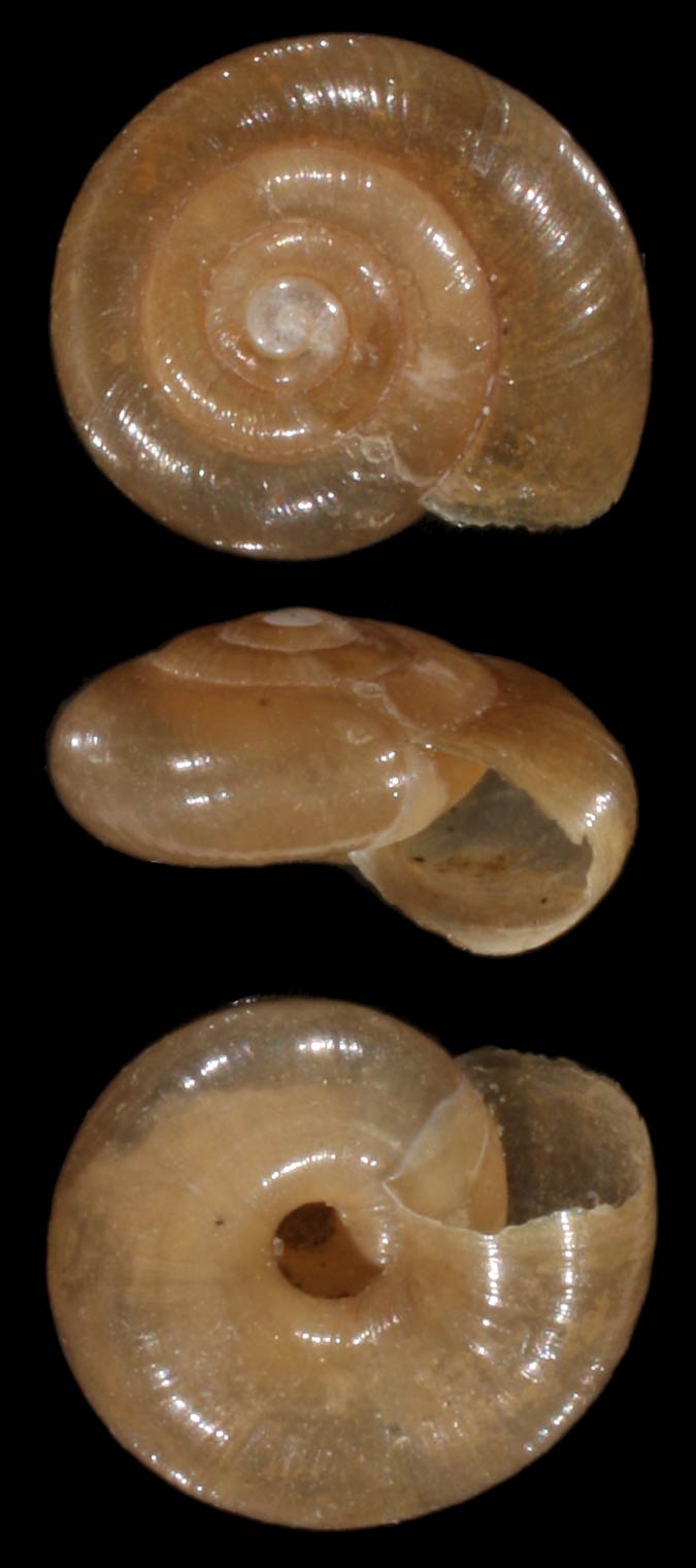             Zonitoides arboreus.  (Photo: © F.W. Schultes,   Wikipedia)   