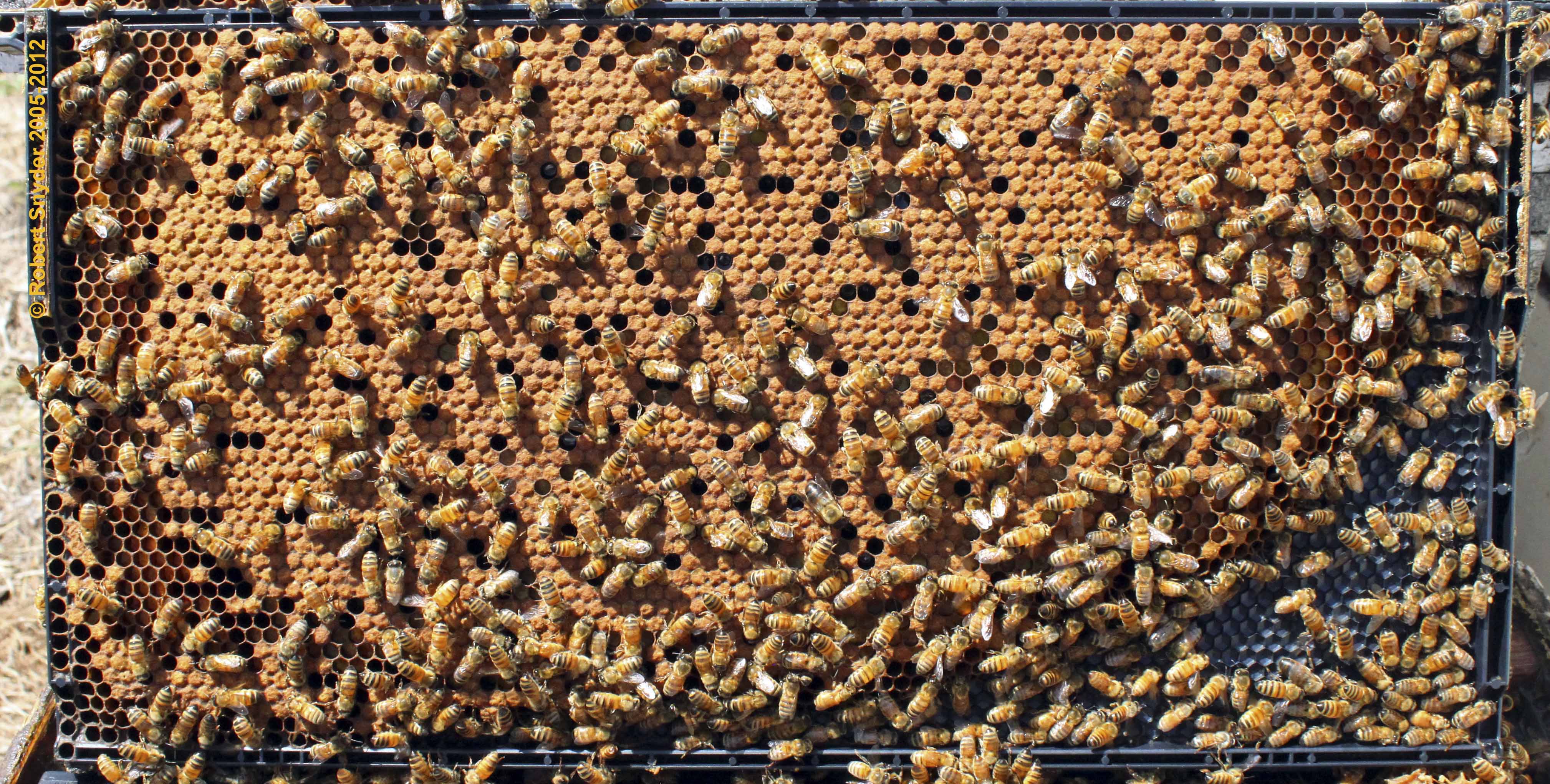 Too few adults or lack of open brood may signal brood break; photo by Robert Snyder