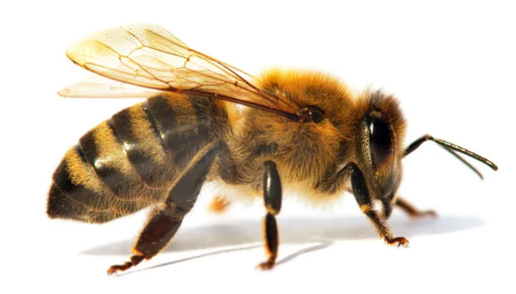 Worker adult; photo by Daniel Prudek, Getty Images, StockPhoto